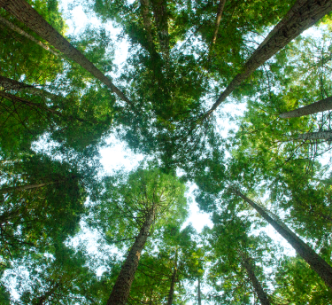 Climate change & allergies